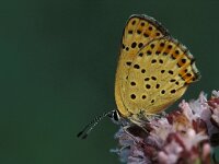 Lycaena tityrus 4, Bruine vuurvlinder, female, Vlinderstichting-Kars Veling