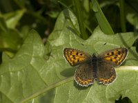 Lycaena tityrus 43, Bruine vuurvlinder, female, Saxifraga-Jan van der Straaten