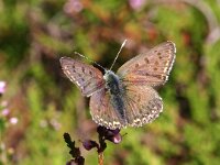 Lycaena tityrus 50, Bruine vuurvlinder, Saxifraga-Hans Dekker