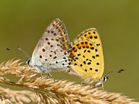 Couple of Sooty copper Mating  Mating Pair of Sooty Copper Butterfly (Lycaena tityrus) : Flowers, Lycaena, Lycaena tityrus, Netherlands, animal, beauty, borboleta, butterfly, closeup, copper, couple, europe, farfalla, fauna, female, field, flores, germany, grass, green, heodes, insect, landscape, macro, makrophotography, male, mariposa, mating, meadow, nature, pair, plant, primavera, reproduction, rural, scarce, sooty, spring, summer, tityrus, wild, wildlife, yellow