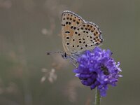 Lycaena tityrus 57, Bruine vuurlvinder, Saxifraga-Mark Zekhuis