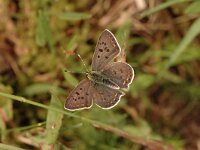 Lycaena tityrus 64, Bruine vuurvlinder, Saxifraga-Bas Klaver