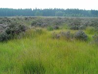 Lycaena tityrus 9, Bruine vuurvlinder, habitat, Vlinderstichting-Henk Bosma