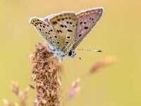European Butterfly Sooty Copper  European Butterfly Sooty Copper (Lycaena tityrus) with blurred background, beautiful bokeh. Butterfly in natural environment nature of Europe. : Lycaena, Netherlands, animal, background, beautiful, beauty, blue, brown, butterfly, closeup, colorful, copper, europe, european butterfly, farfalla, fauna, field, flower, garden, germany, grass, green, indicator, insect, macro, mariposa, meadow, mesotrophic, natural, nature, oligotrophic, orange, plant, rare, resting, scarce, sooty, sooty copper, spring, summer, sun, sunlight, tityrus, wild, wildlife, wing, wings, yellow