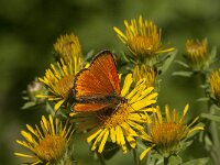 Lycaena virgaureae 102, male, Morgenrood, Saxifraga-Marijke Verhagen