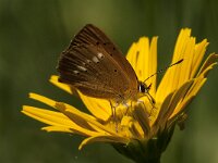 Lycaena virgaureae 114, Morgenrood, Saxifraga-Marijke Verhagen