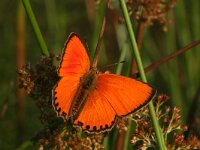 Lycaena virgaureae 119, Morgenrood, male, Saxifraga-Kars Veling