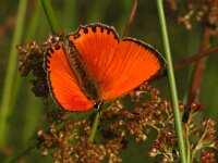 Lycaena virgaureae 120, Morgenrood, male, Saxifraga-Kars Veling