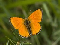Lycaena virgaureae 13, Morgenrood, Saxifraga-Willem van Kruijsbergen