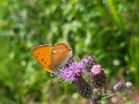 Lycaena virgaureae 132, Morgenrood, Saxifraga-Ben Delbaere
