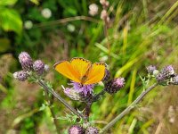 Lycaena virgaureae 133, Morgenrood, Saxifraga-Ben Delbaere