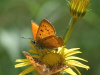 Lycaena virgaureae 19, Morgenrood, male, Saxifraga-Jan van der Straaten