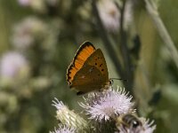 Lycaena virgaureae 21, Morgenrood, male, Saxifraga-Jan van der Straaten