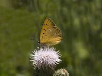 Lycaena virgaureae 24, Morgenrood, male, Saxifraga-Jan van der Straaten
