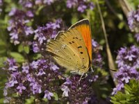 Lycaena virgaureae 25, Morgenrood, male, Saxifraga-Marijke Verhagen