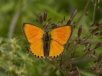 Lycaena virgaureae 3, Morgenrood, male, Saxifraga-Willem van Kruijsbergen