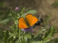 Lycaena virgaureae 30, Morgenrood, male, Saxifraga-Jan van der Straaten
