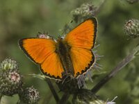 Lycaena virgaureae 38, Morgenrood, male, Saxifraga-Jan van der Straaten