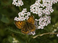 Lycaena virgaureae 59, Morgenrood, female, Saxifraga-Jan van der Straaten