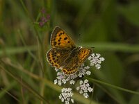 Lycaena virgaureae 60, Morgenrood, female, Saxifraga-Jan van der Straaten