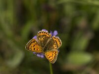 Lycaena virgaureae 62, Morgenrood, female, Saxifraga-Jan van der Straaten