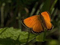 Lycaena virgaureae 67, Morgenrood, Saxifraga-Jan van der Straaten
