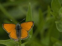 Lycaena virgaureae 68, Morgenrood, male, Saxifraga-Jan van der Straaten