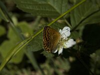 Lycaena virgaureae 77, Morgenrood, female, Saxifraga-Marijke Verhagen