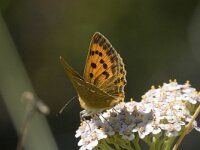 Lycaena virgaureae 9, Morgenrood, female, Saxifraga-Marijke Verhagen