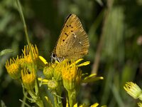 Lycaena virgaureae 94, Morgenrood, Saxifraga-Willem van Kruijsbergen