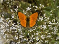 Lycaena virgaureae 98, Morgenrood, Saxifraga-Willem van Kruijsbergen