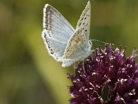 Rhopalocera, Dagvlinders, Butterflies M-Z