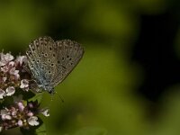 Maculinea arion 13, Tijmblauwtje, Saxifraga-Jan van der Straaten