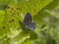 Maculinea arion 4, Tijmblauwtje, male, Saxifraga-Jan van der Straaten