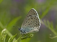 Maculinea arion 8, Tijmblauwtje, Saxifraga-Jan van der Straaten