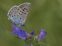 Maculinea arion 9, Tijmblauwtje, Saxifraga-Mark Zekhuis