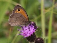 Maniola jurtina 101, Bruin zandoogje, Saxifraga-Peter Meininger