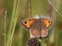 Maniola jurtina 108, Bruin zandoogje, Saxifraga-Mark Zekhuis
