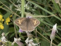 Maniola jurtina 112, Bruin zandoogje, Saxifraga-Willem van Kruijsbergen