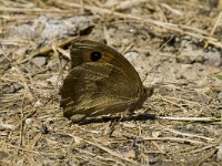 Maniola jurtina 16, Bruin zandoogje, female, Saxifraga-Jan van der Straaten
