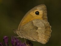 Maniola jurtina 18, Bruin zandoogje, female, Saxifraga-Jan van der Straaten