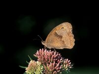 Maniola jurtina 20, Bruin zandoogje, female, Vlinderstichting-Harold van den Oetelaar