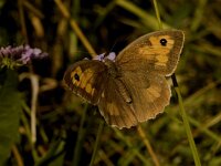 Maniola jurtina 22, Bruin zandoogje, female, Saxifraga-Jan van der Straaten
