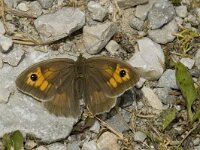 Maniola jurtina 24, Bruin zandoogje, female, Saxifraga-Jan van der Straaten
