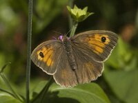 Maniola jurtina 28, Bruin zandoogje, female, Saxifraga-Jan van der Straaten