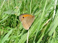 Maniola jurtina 32, Bruin zandoogje, male, Vlinderstichting-Henk Bosma