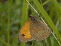 Maniola jurtina 35, Bruin zandoogje, male, Saxifraga-Jan van der Straaten