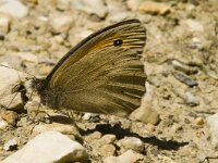 Maniola jurtina 37, Bruin zandoogje, male, Saxifraga-Jan van der Straaten