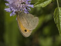 Maniola jurtina 40, Bruin zandoogje, male, Saxifraga-Jan van der Straaten