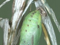 Maniola jurtina 41, Bruin zandoogje, pupa, Saxifraga-Frits Bink